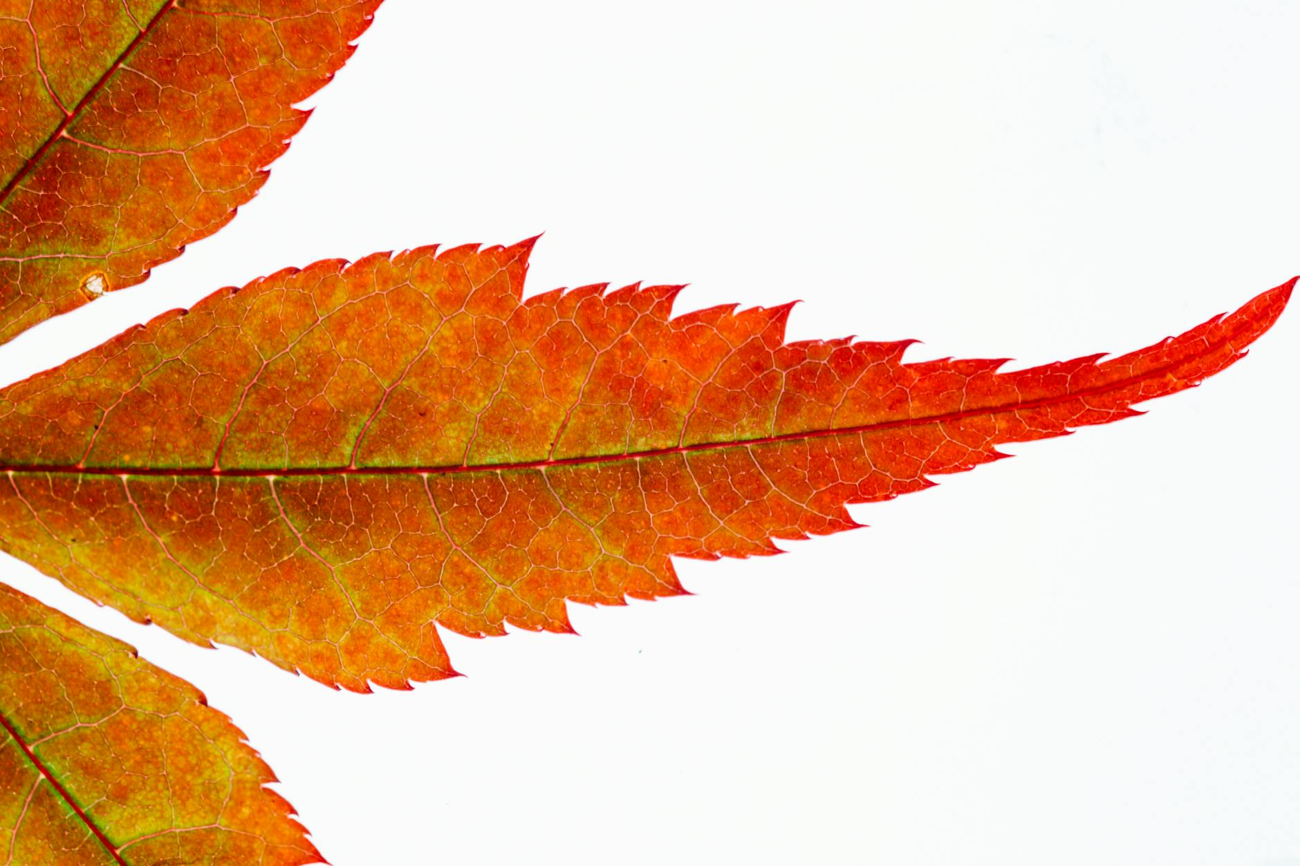 Cele mai bune uscatoare de rufe pentru casa ta