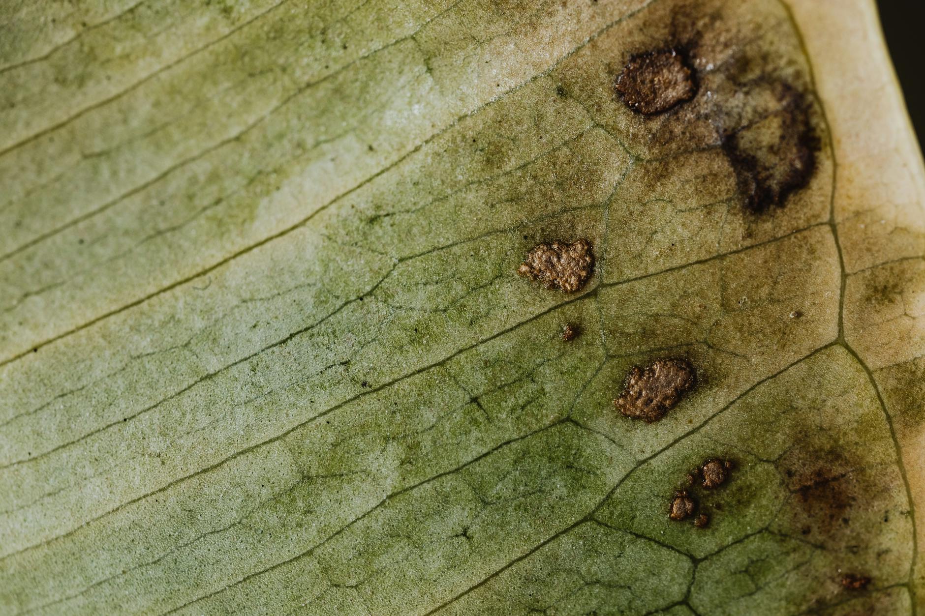 Beneficiile și importanța zincului pentru sănătate.