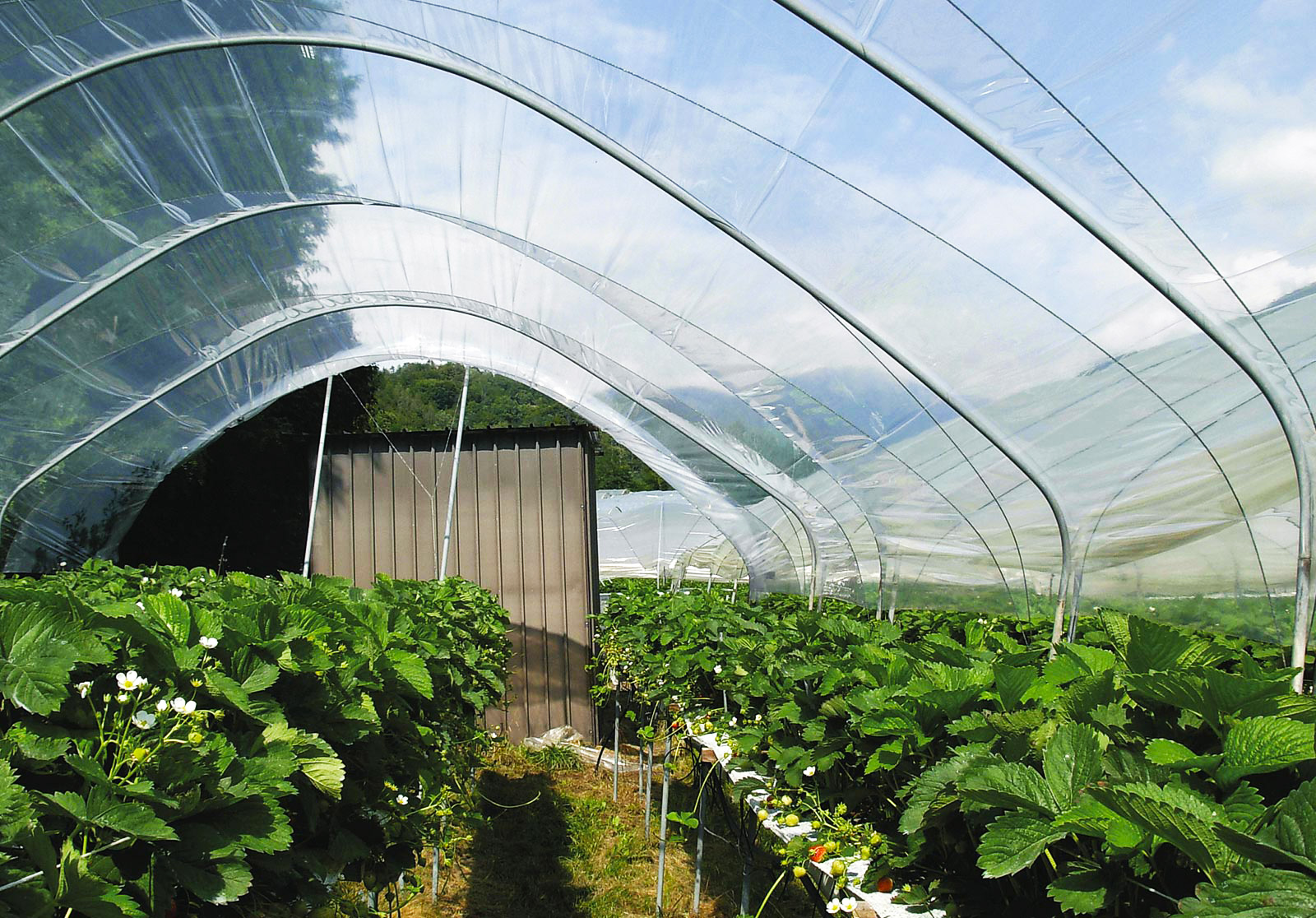 Integrarea foliei solare cu plase de umbrire și sisteme de irigare: strategii pentru microclimate controlate