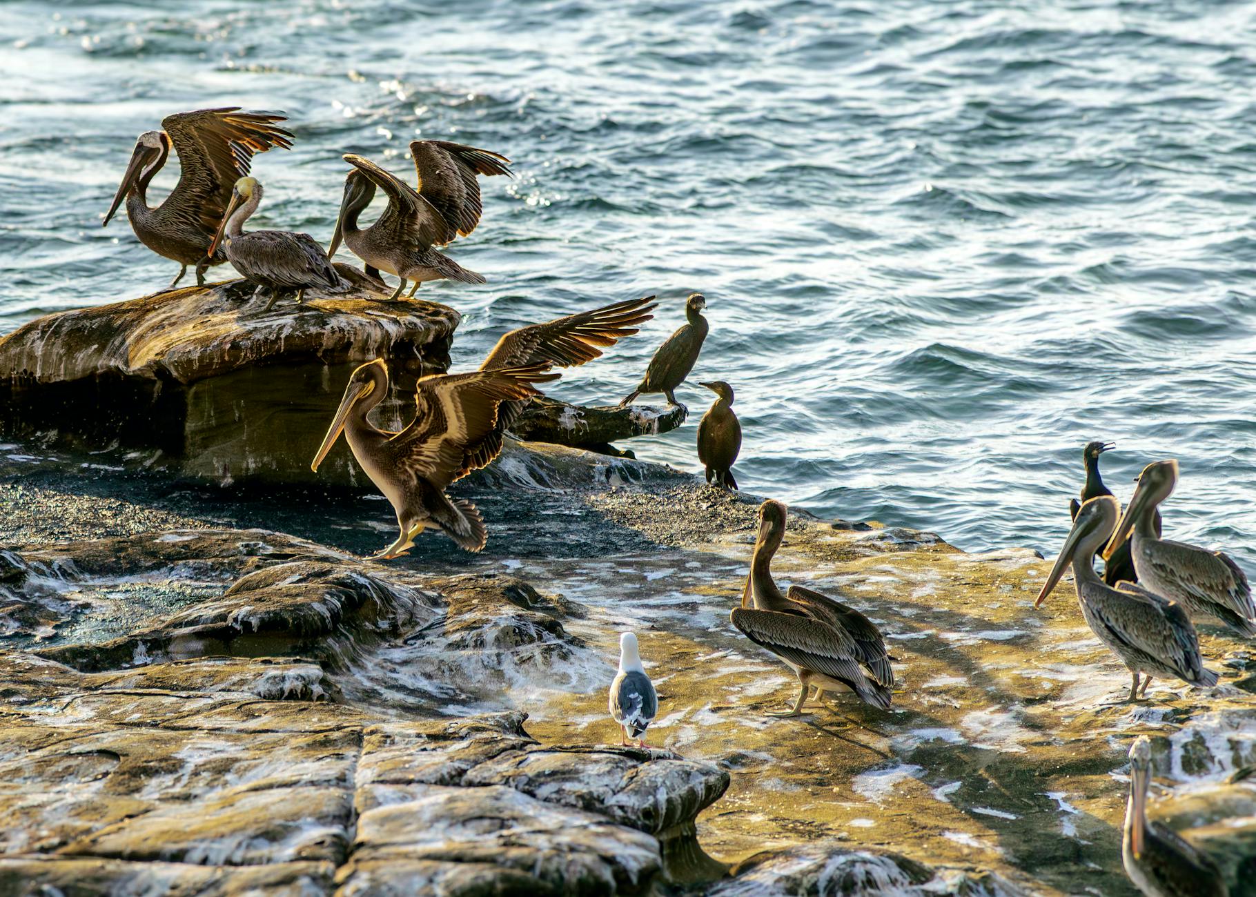 Excursii Gorgova în Delta Dunării – lacuri cu nuferi și colonii de păsări